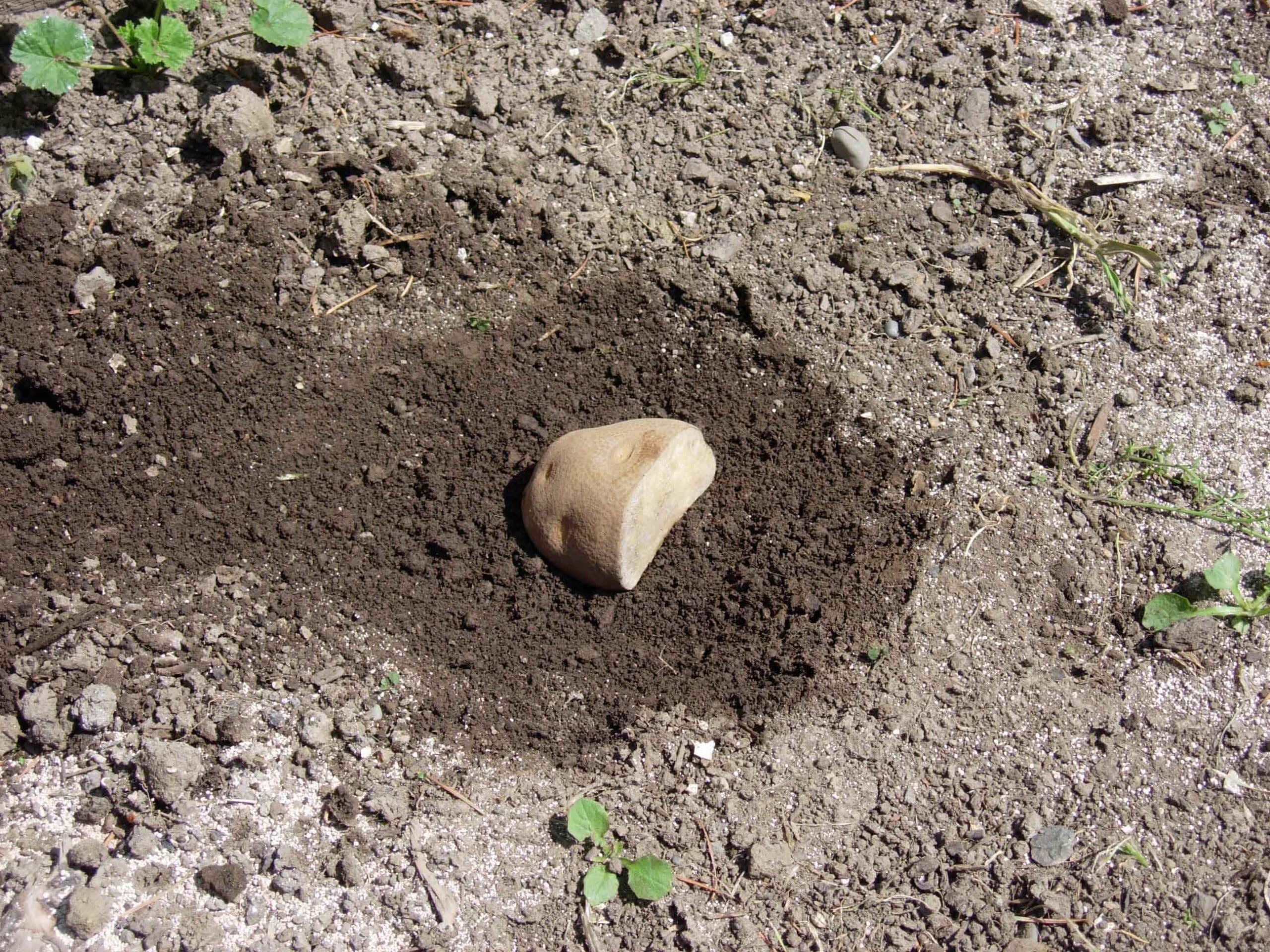 Adding potato to soil as bait for garden symphylans