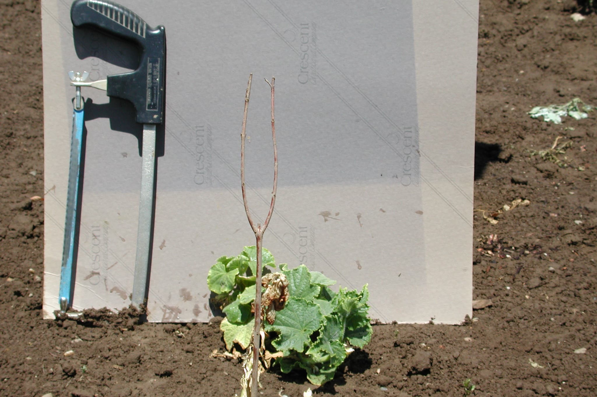 Cucumber damaged by symphylans.