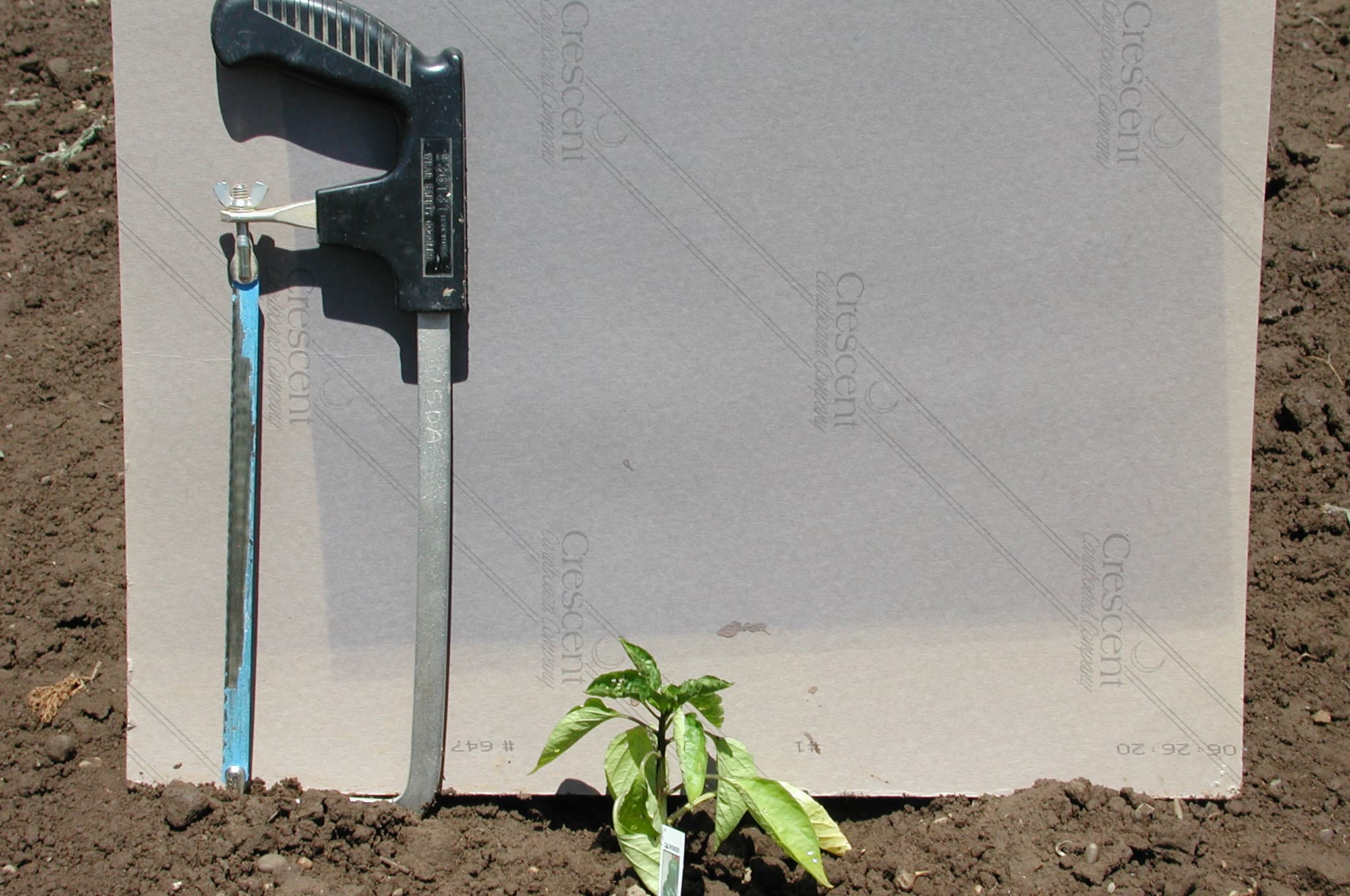 Peppers damaged by symphylans