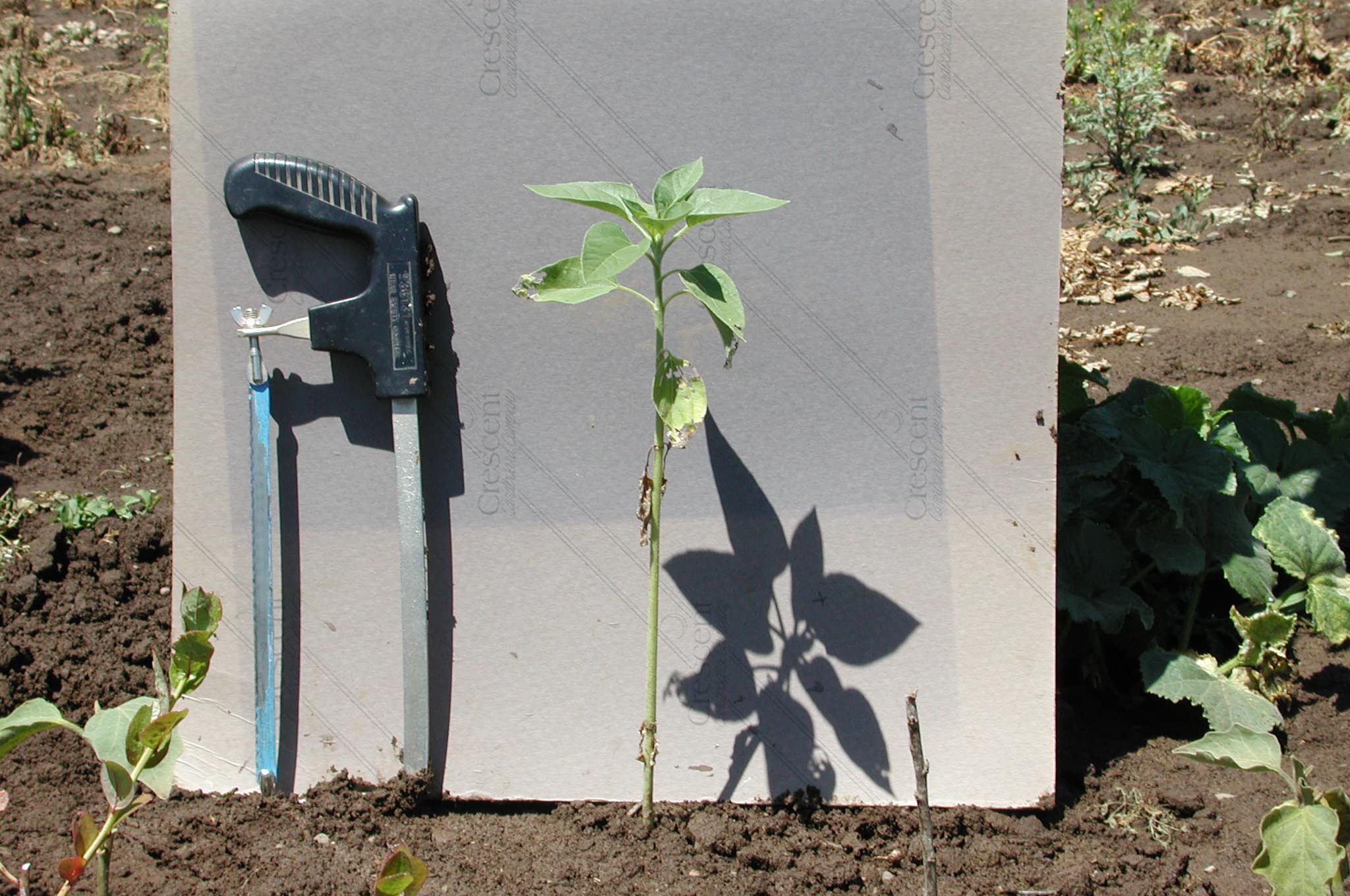 Sunflower damaged by symphylans
