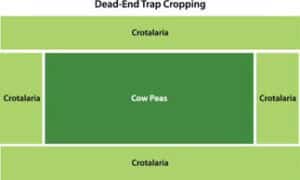 Dead-end trap cropping