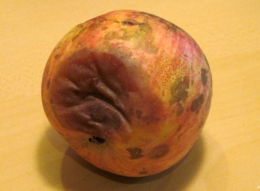 Multiple diseases on an apple.