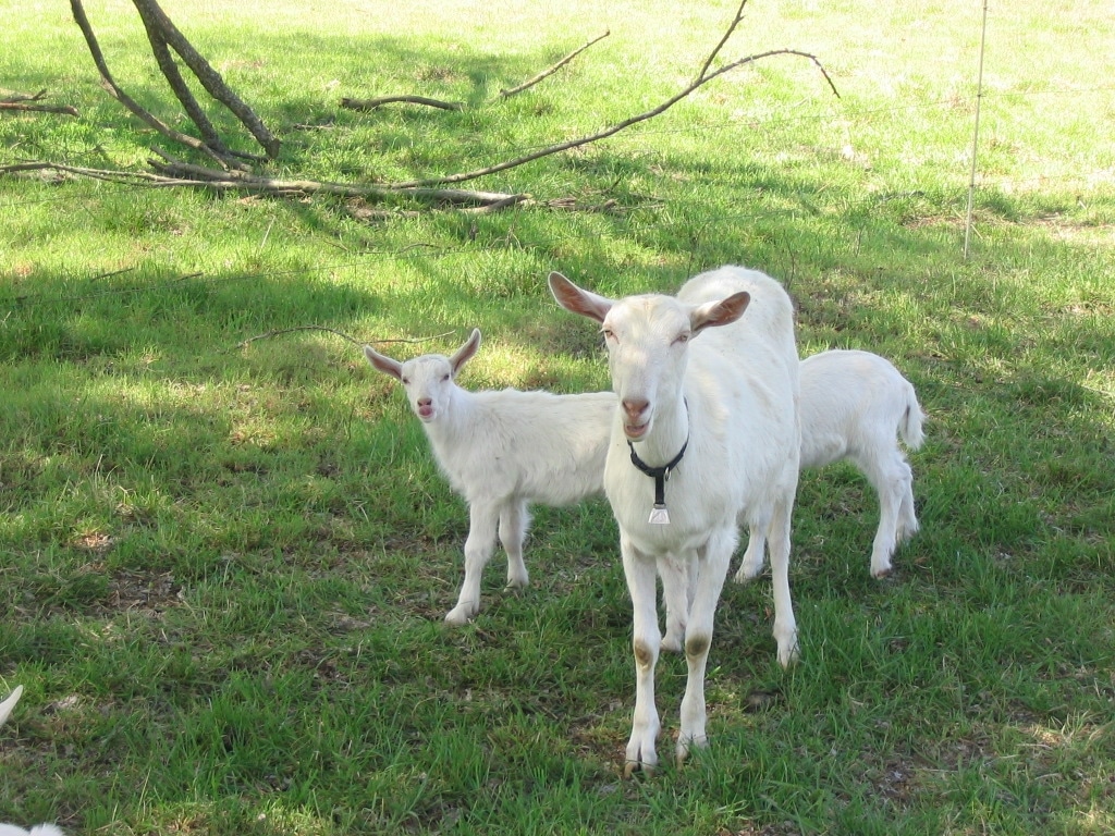 This yearling dairy doe is nursing twins and may have a higher fecal egg count than an older or dry doe. 