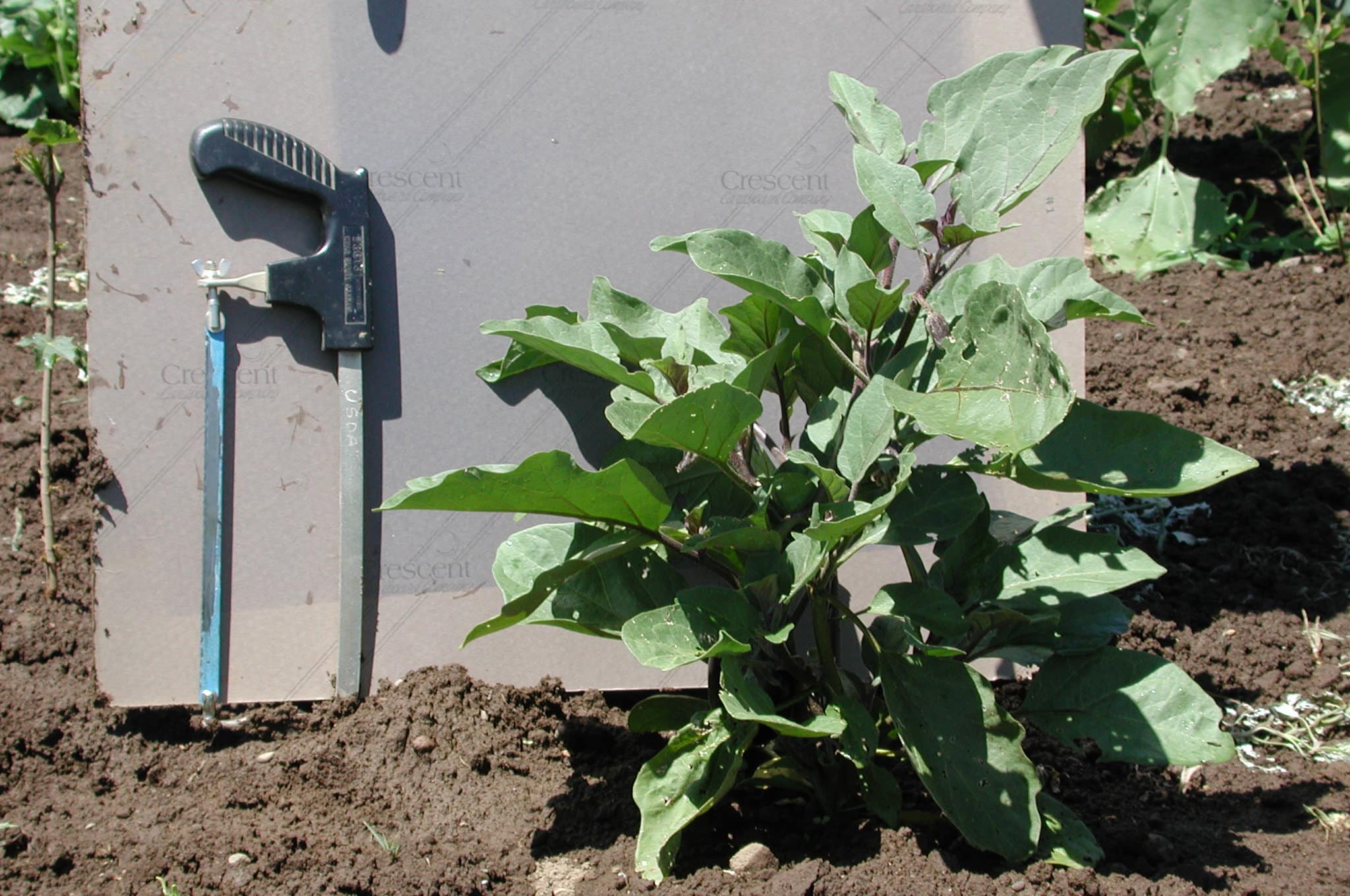 Undamaged eggplant of same age in same field.