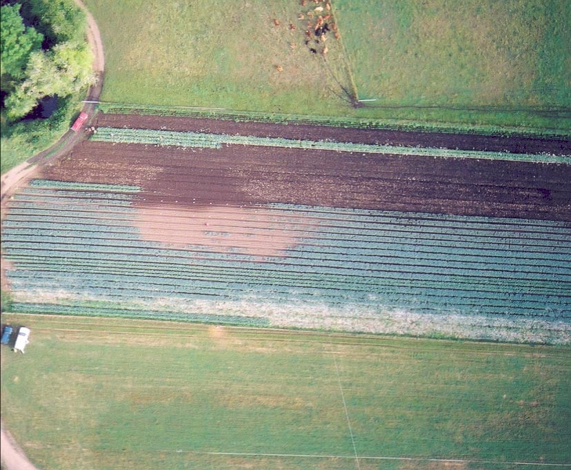 Symphylan damage on farm field
