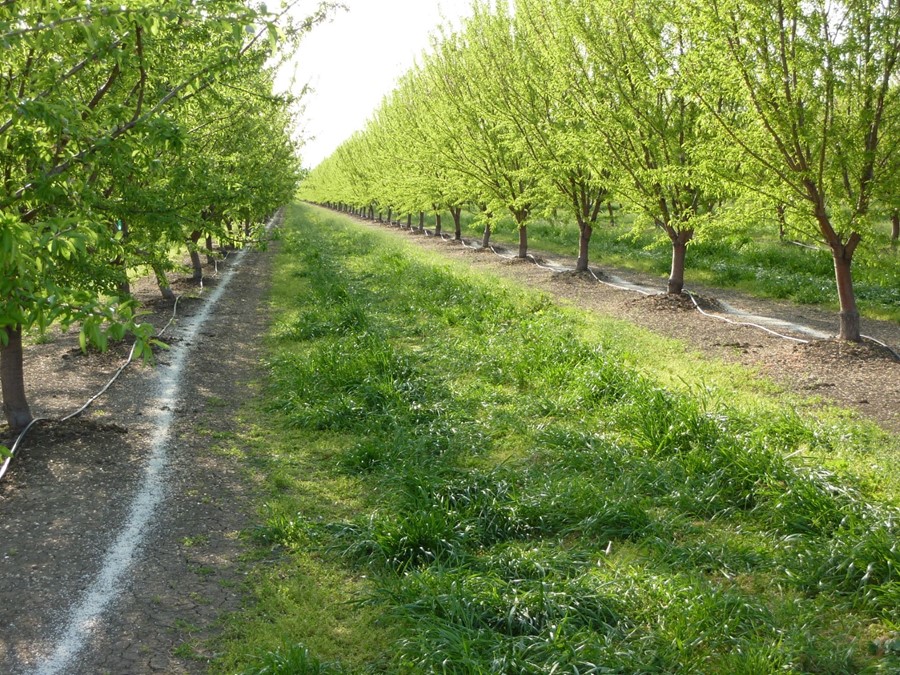 Field border