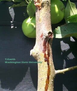 Advanced stages of fire blight causing ooze.