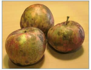fly speck and sooty blotch on apples