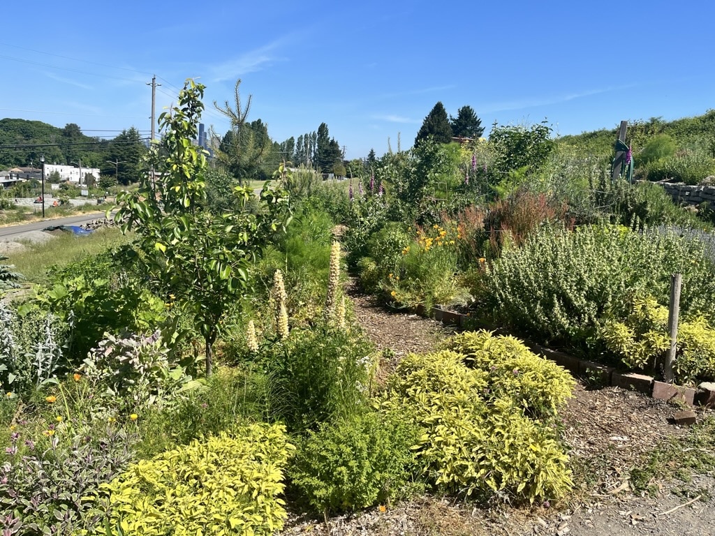Visitors enjoy the food forest’s many meandering pathsand forage along the way. Photo: Katherine Favor, NCAT