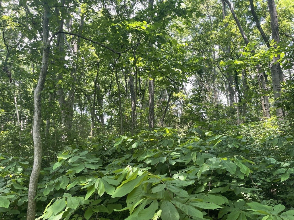 forest farming