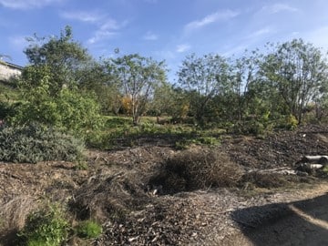 Forest garden
