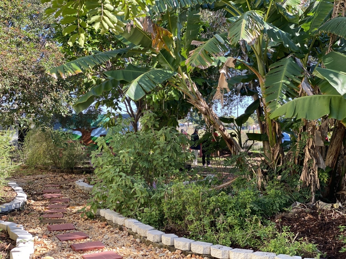 Food Forest at the Education Fund.