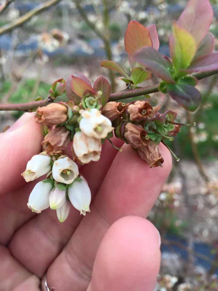 Freeze-damaged blueberry flowers. The white flowers are undamaged.