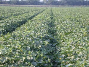field of flowering melon plants