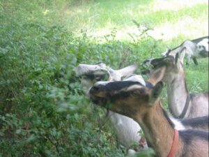 goats browsing