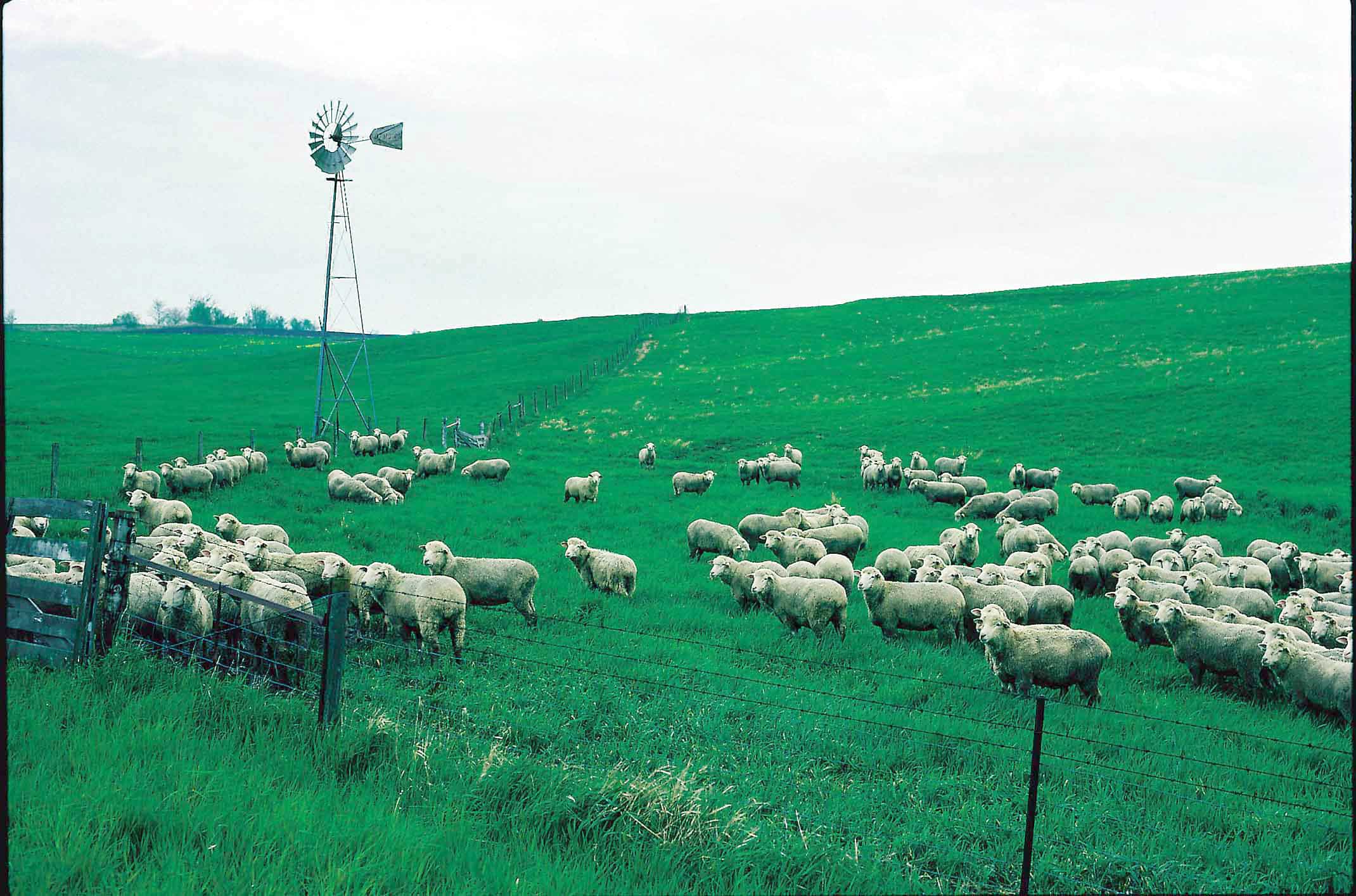 Good, plentiful pastures assure healthy, productive animals.