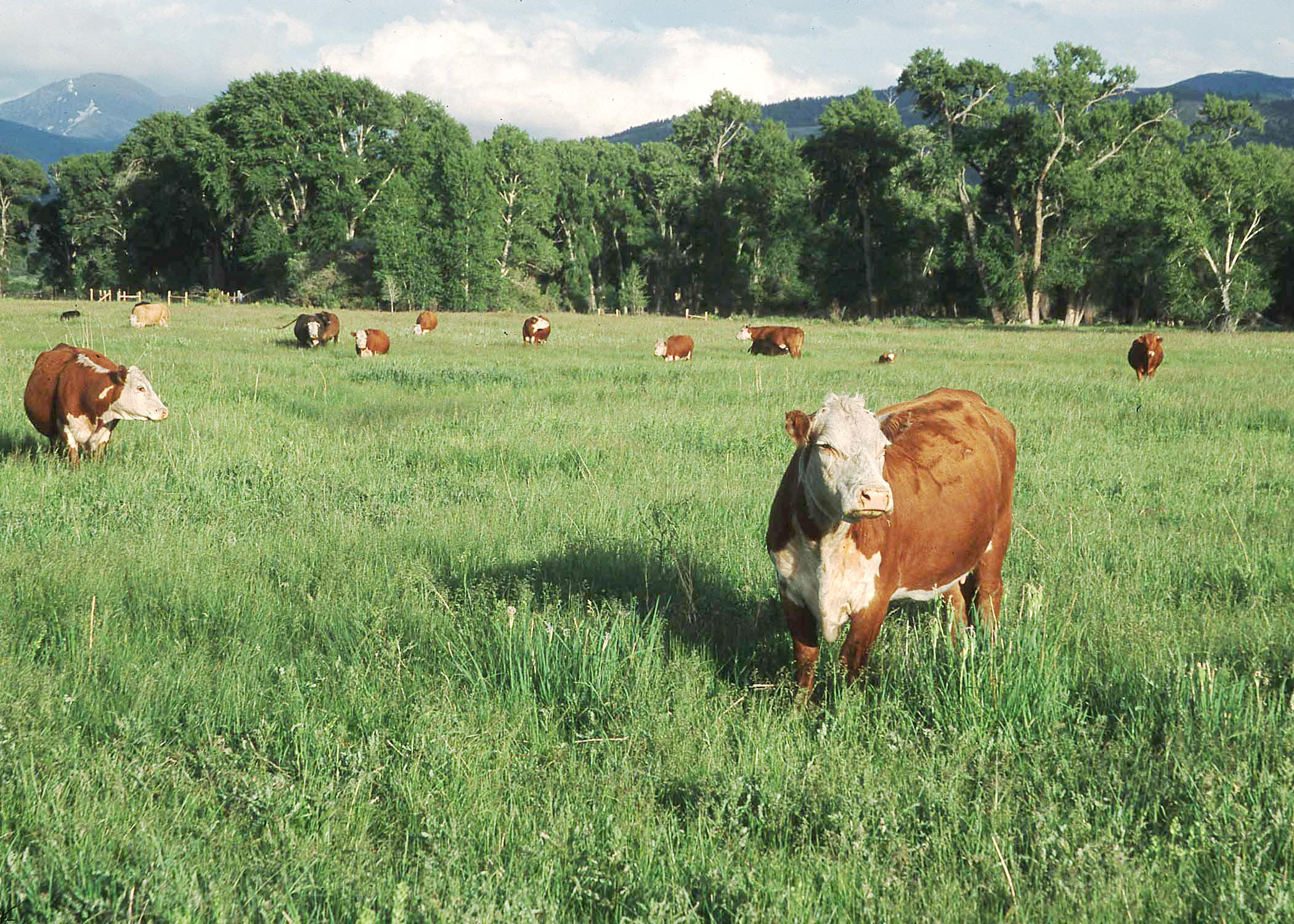 grassland and cattle