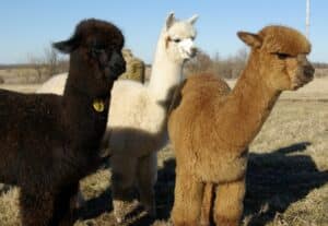 grupo de alpacas