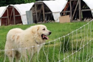 guardian dog