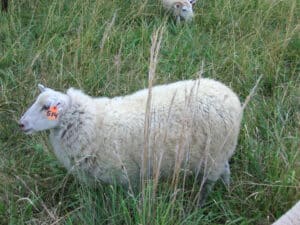Gulf Coast ewe