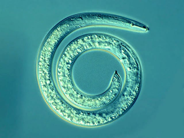 Spiral nematode, Helicotylenchus sp