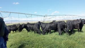 high stock density grazing