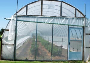 high tunnel with blackberries and raspberries
