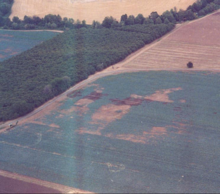 “Hotspots” of garden symphylan infestation showclearly in this aerial view of a broccoli field.