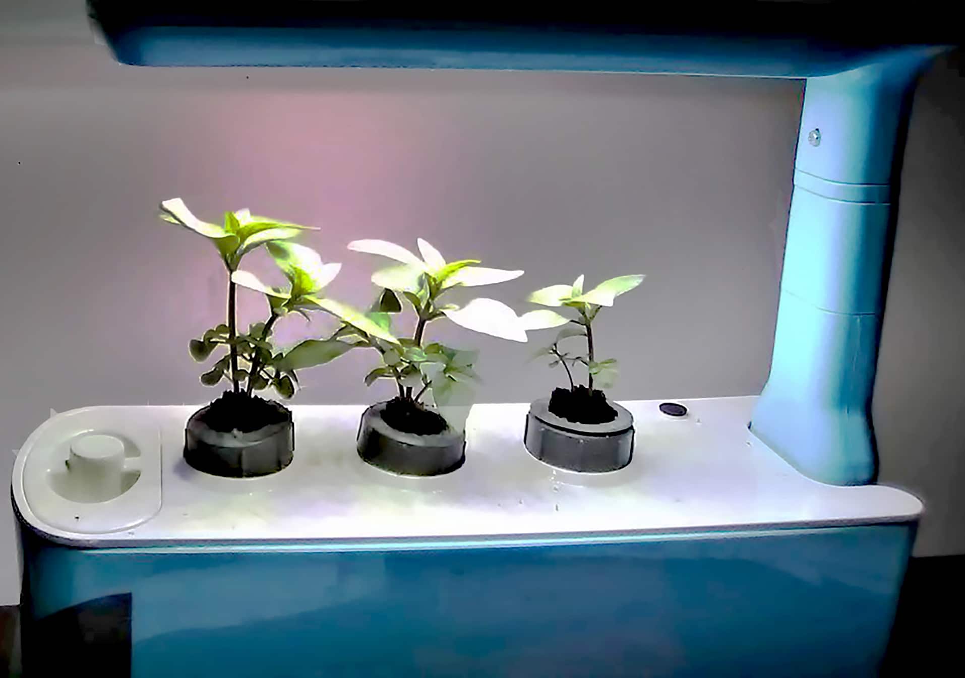 Hydroponic starts