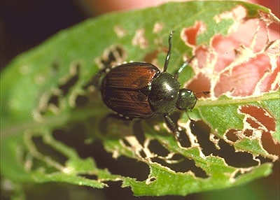 Japanese beetle skeletonizing a leaf. 