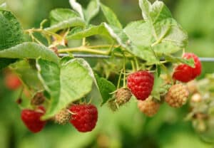 josephine raspberries
