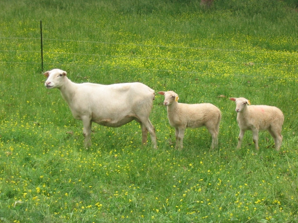Katahdin ewe and lambs. 