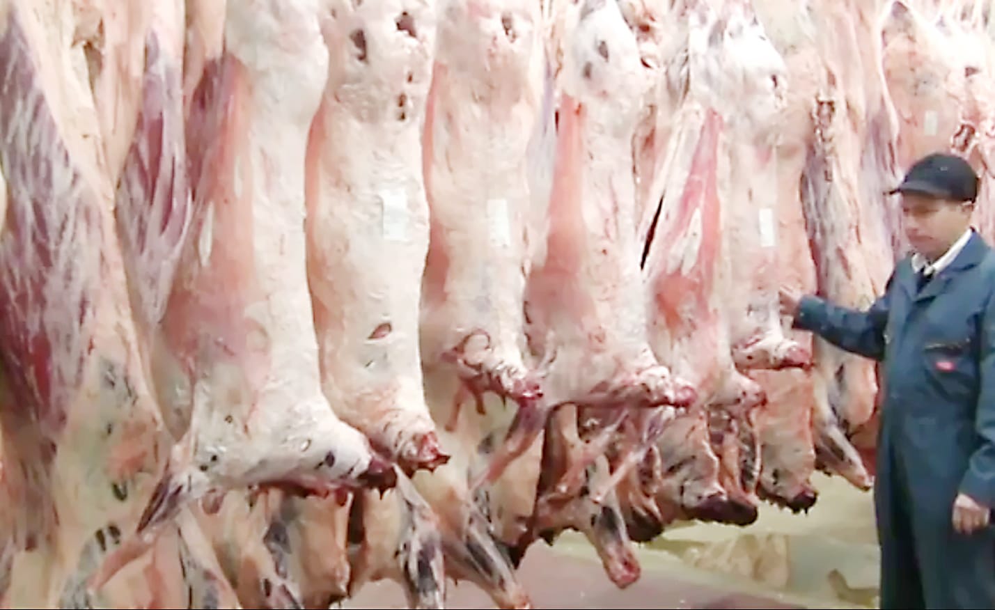 A group of lamb carcasses being dry aged.