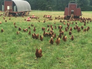 laying hens