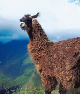 llama en la montaña