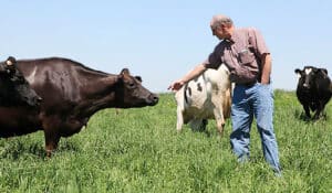 man and cow