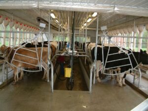 New Zealand-style milking parlor