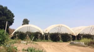 multibay high tunnels