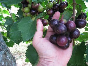 muscadines