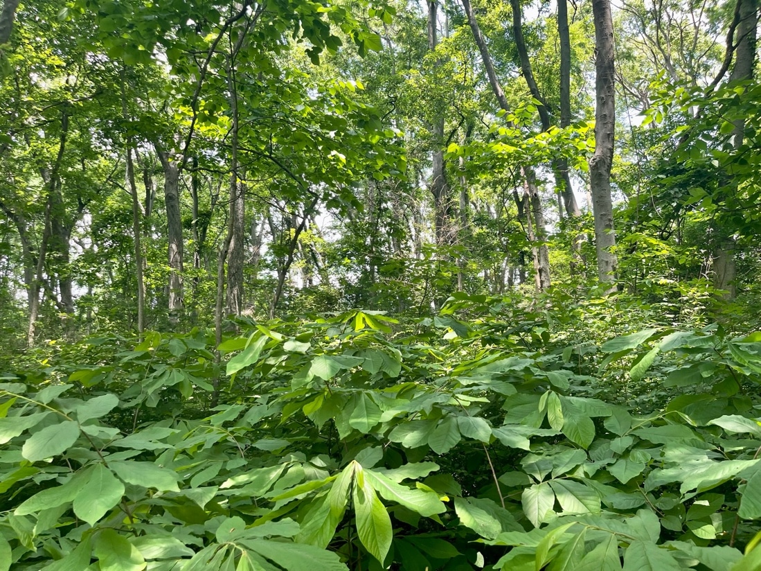 An overstory of native oak, hickory, and hackberry shelters an understory of edible pawpaw trees in Grow Enrichment’s urban forest at Two Rivers Park.