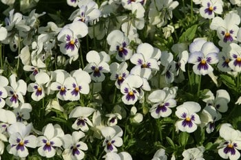 closeup of pansies