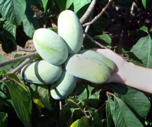 pawpaw cluster