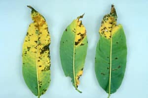 Bacterial spot of peach