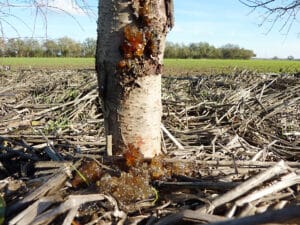 borer damage