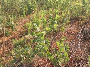 Peas growing through a previous crop residue