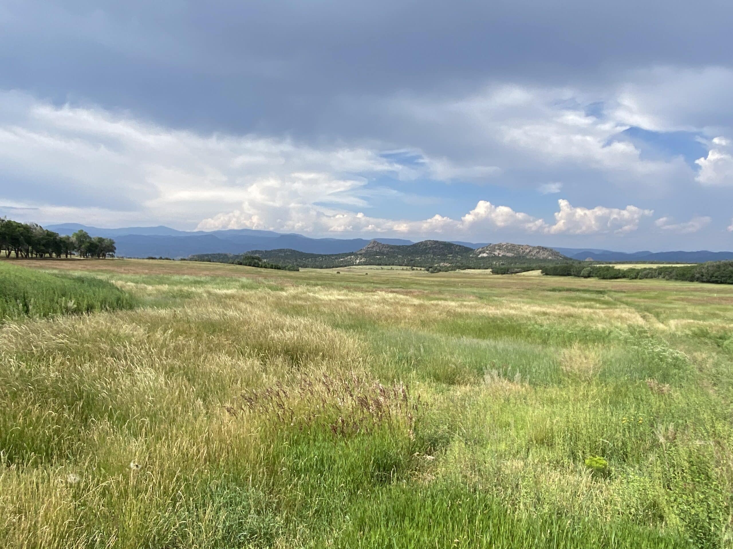 Perennial sod in crop rotations, as shown in this photo, helps replenish organic matter in the soil. 