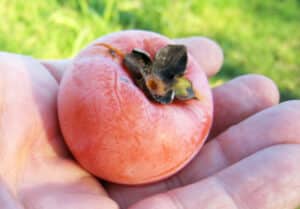 American persimmon