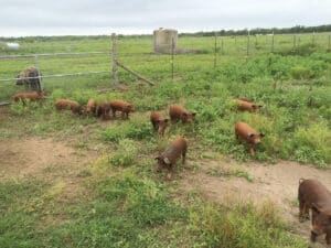pigs on pasture