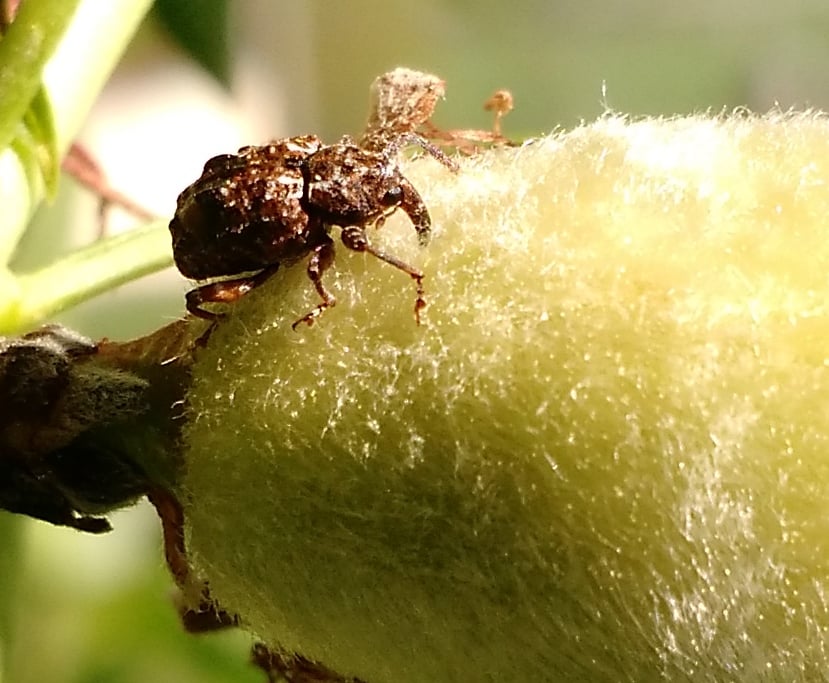 plum curculio