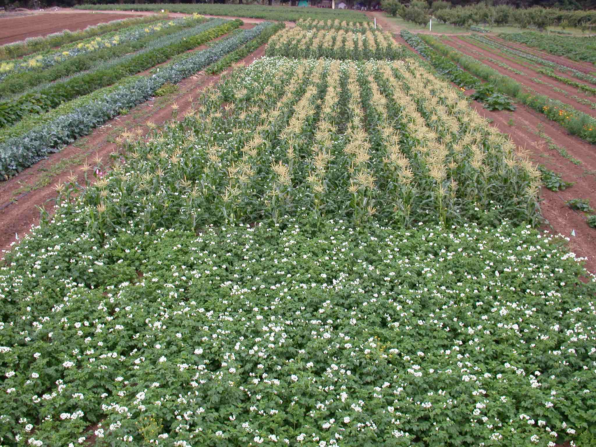 Potatoes planted between blocks of sweet corn in intercrop trial atUC Santa Cruz Farm & Garden